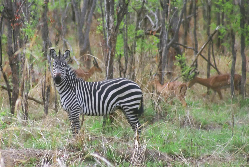 Zebra with Impala in the background. (Category:  Travel)