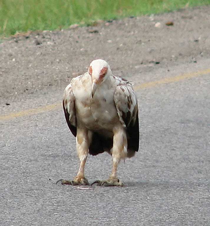 Raptor.  Hussein and Juma called this a Snake Eater. (Category:  Travel)