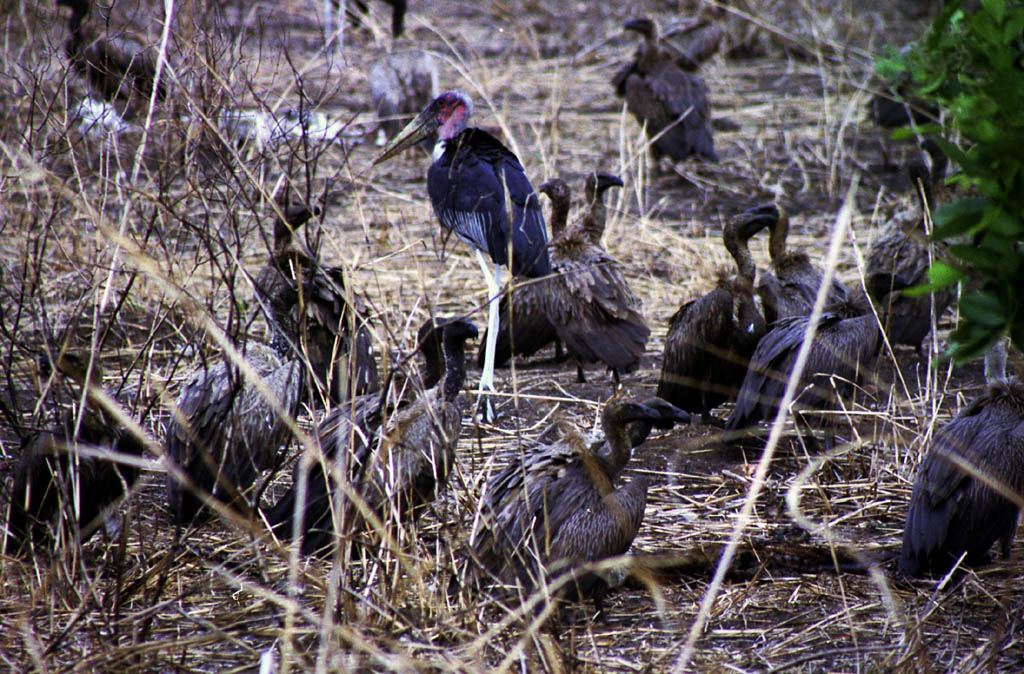 Two types of Vultures. (Category:  Travel)