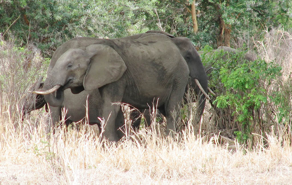 Elephants (Category:  Travel)