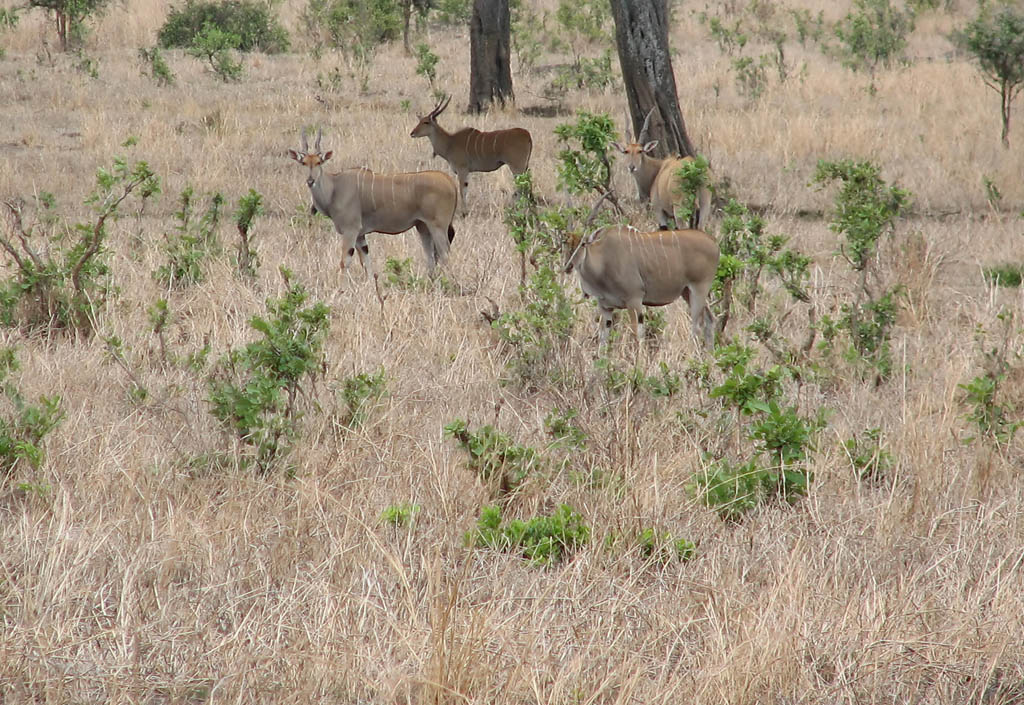 Some sort of Antelope. (Category:  Travel)