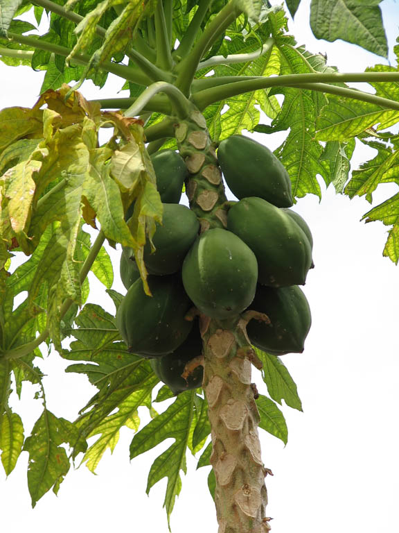 Papaya (Category:  Travel)