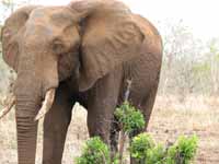 Elephant (Category:  Travel)