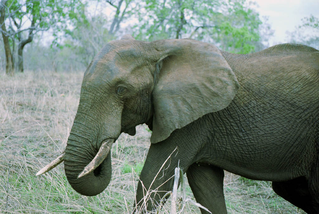 Elephant (Category:  Travel)