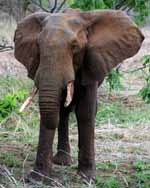 Elephant (Category:  Travel)