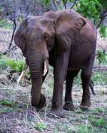 Elephant (Category:  Travel)