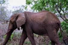 Elephant (Category:  Travel)