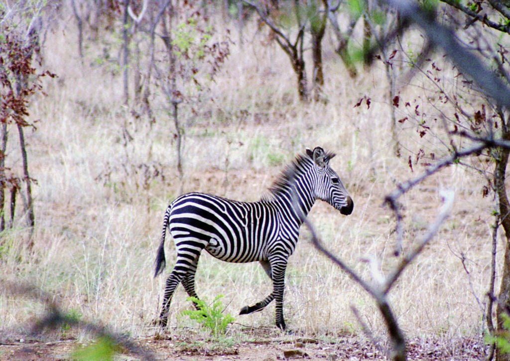 Zebra (Category:  Travel)