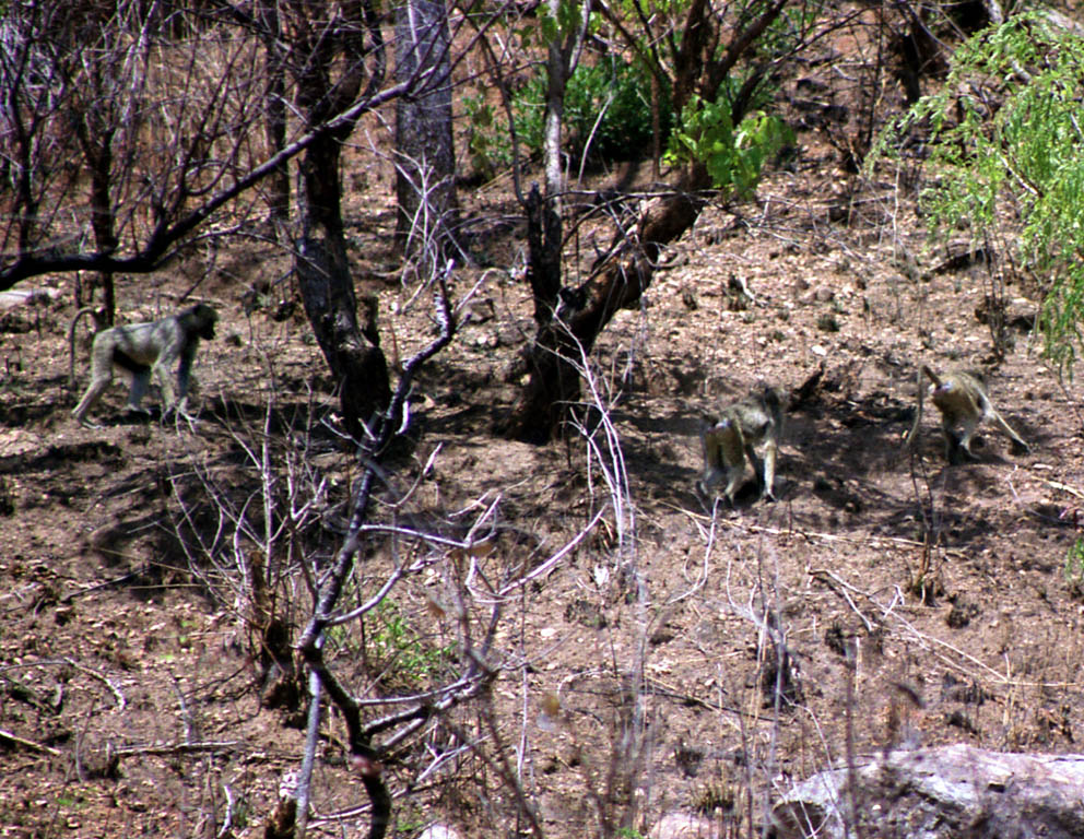 Vervet Monkey (Category:  Travel)