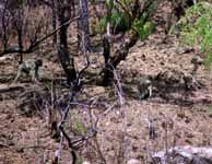 Vervet Monkey (Category:  Travel)