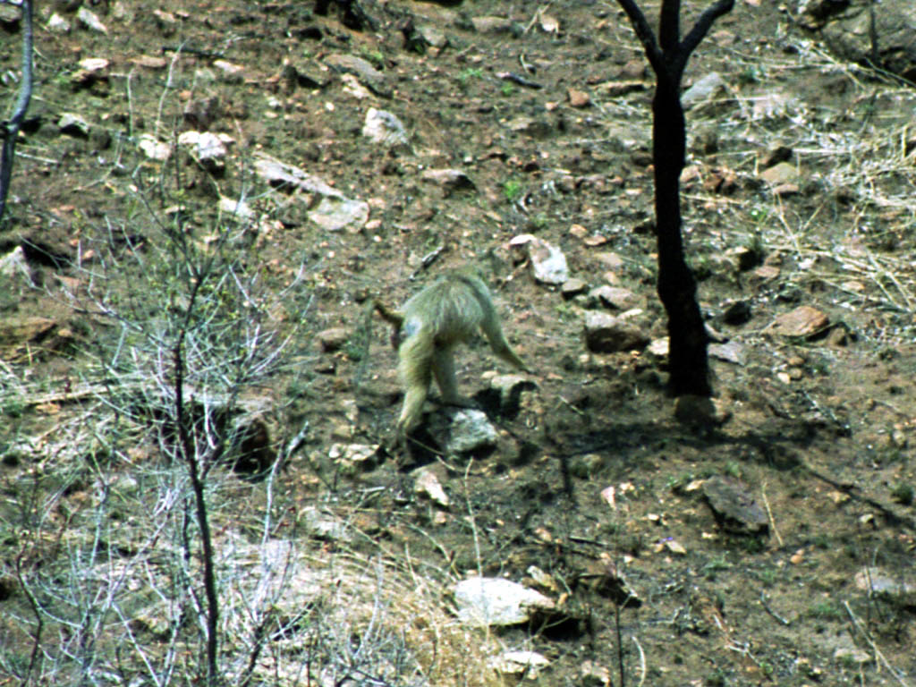 Vervet Monkey (Category:  Travel)