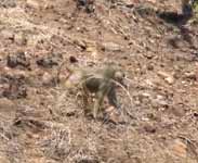 Vervet Monkey (Category:  Travel)