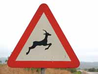 Gazelle crossing. (Category:  Travel)
