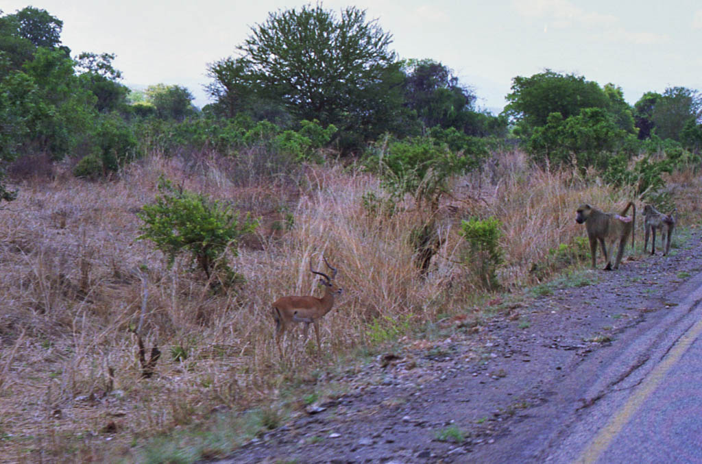 Baboon and Impala (Category:  Travel)