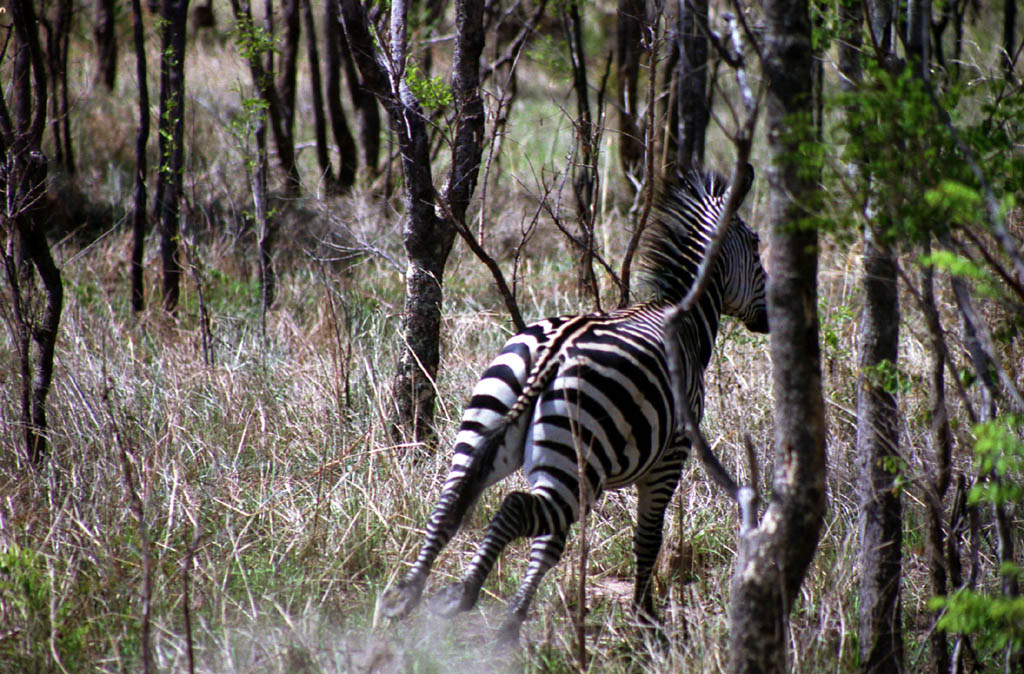 Zebra (Category:  Travel)