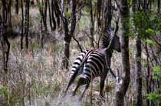 Zebra (Category:  Travel)