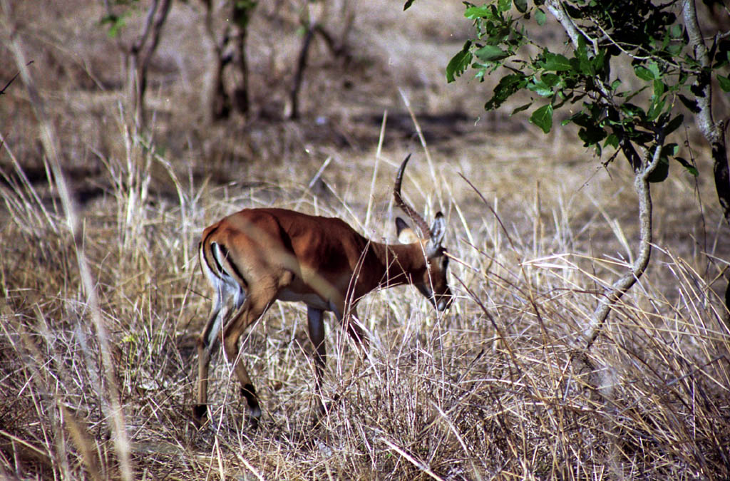 Impala (Category:  Travel)