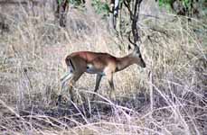 Impala (Category:  Travel)