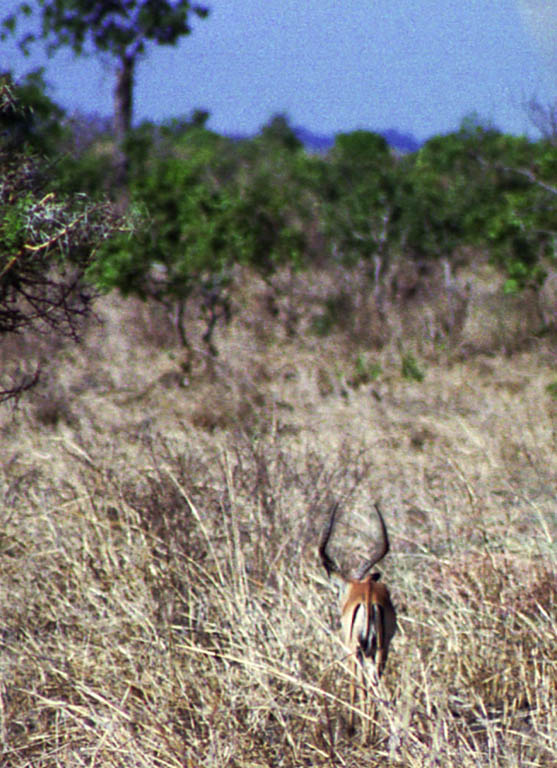 Impala (Category:  Travel)