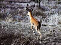 Impala (Category:  Travel)