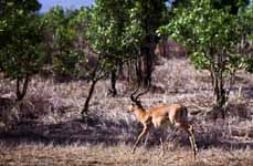 Impala (Category:  Travel)