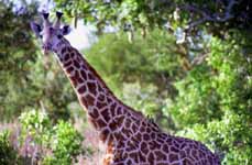 Giraffe (Category:  Travel)