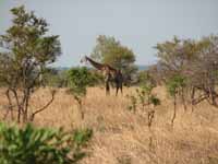 Giraffe (Category:  Travel)