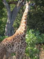 Giraffe (Category:  Travel)