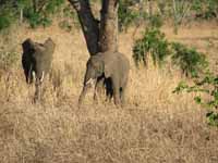 Elephant (Category:  Travel)