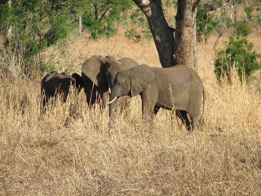 Elephant (Category:  Travel)