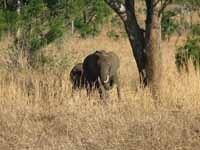 Elephant (Category:  Travel)