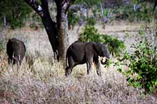 Elephant (Category:  Travel)