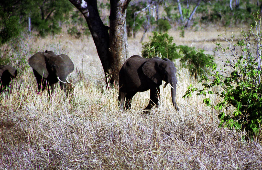 Elephant (Category:  Travel)