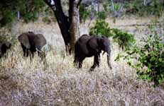 Elephant (Category:  Travel)