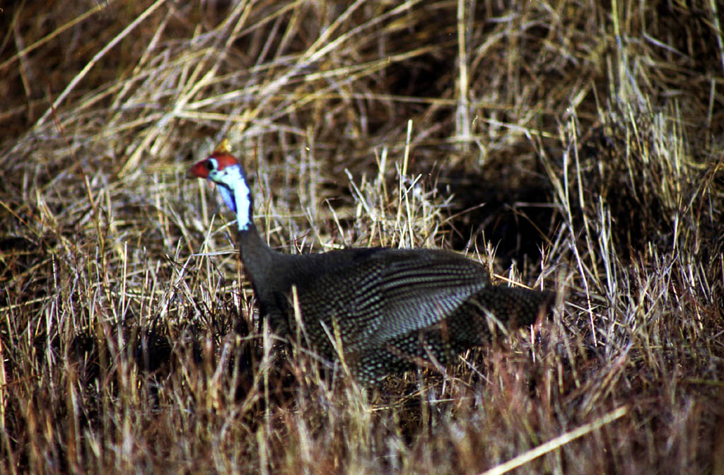 Pheasant (Category:  Travel)