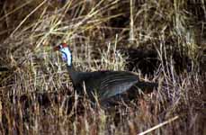 Pheasant (Category:  Travel)