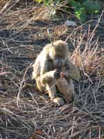 Baboon (Category:  Travel)