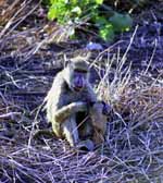 Baboon (Category:  Travel)