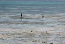 Villagers walking along the tidal flats. (Category:  Travel)