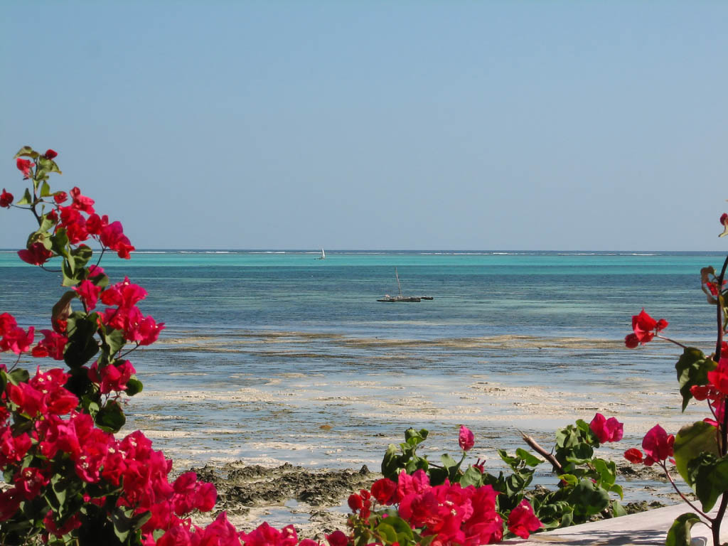 View to the ocean from our bungalow. (Category:  Travel)