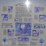 Jozani Forest (Category:  Travel)