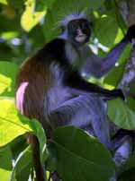 Red Colobus Monkey (Category:  Travel)