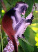 Red Colobus Monkey (Category:  Travel)