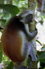 Red Colobus Monkey (Category:  Travel)