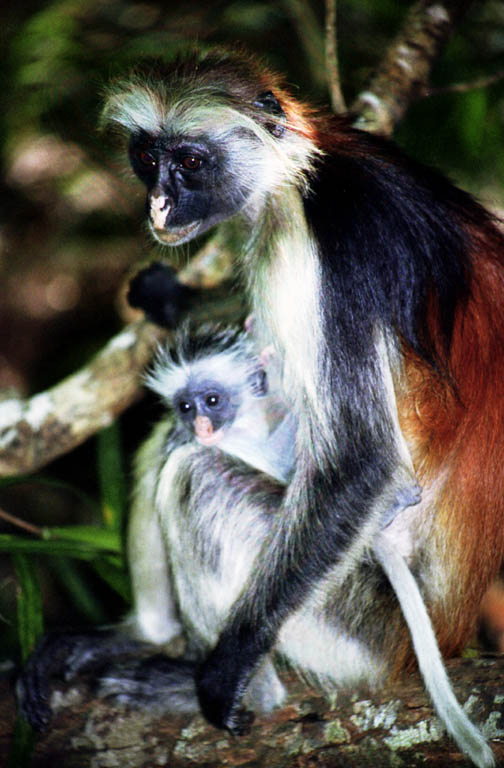 Red Colobus Monkey (Category:  Travel)