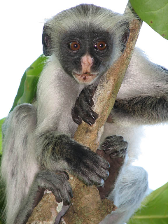 Red Colobus Monkey (Category:  Travel)