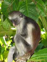 Red Colobus Monkey (Category:  Travel)