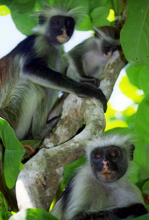 Red Colobus Monkey (Category:  Travel)