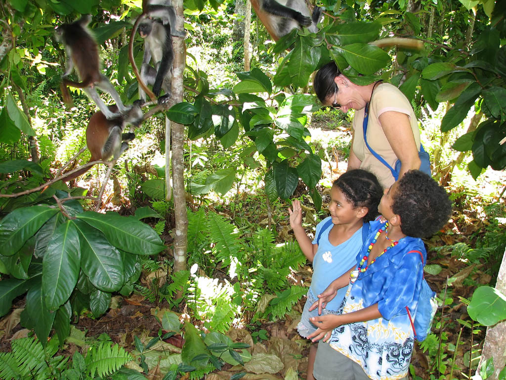 Red Colobus Monkeys are very accustomed to human presence. (Category:  Travel)