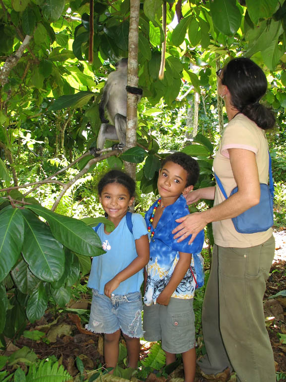 Red Colobus Monkeys are very accustomed to human presence. (Category:  Travel)